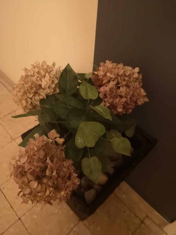 דירות זאדאר Apartman Mera מראה חיצוני תמונה